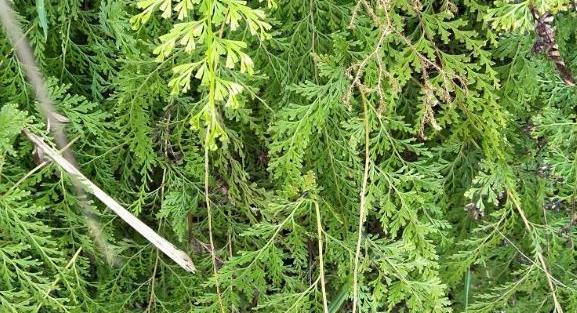 林中一种"水黄连",味道不输黄连,野外看到别放过,是珍贵药草