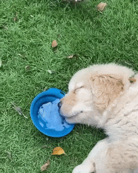 小狗子玩到没电,却还是不忘要喝水,这喝水的姿势笑帕了!