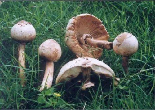 吃了它能看到小精灵?切勿误食毒蘑菇!儿童食用症状更严重