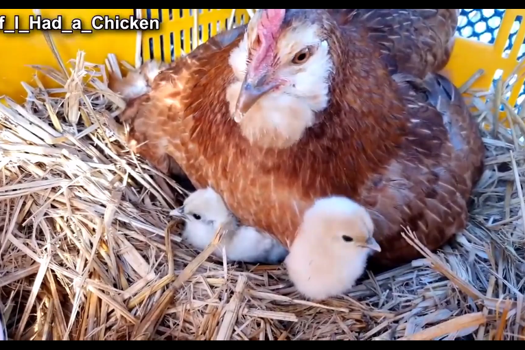 鸡妈妈孵出小鸡宝宝叽叽喳喳真可爱