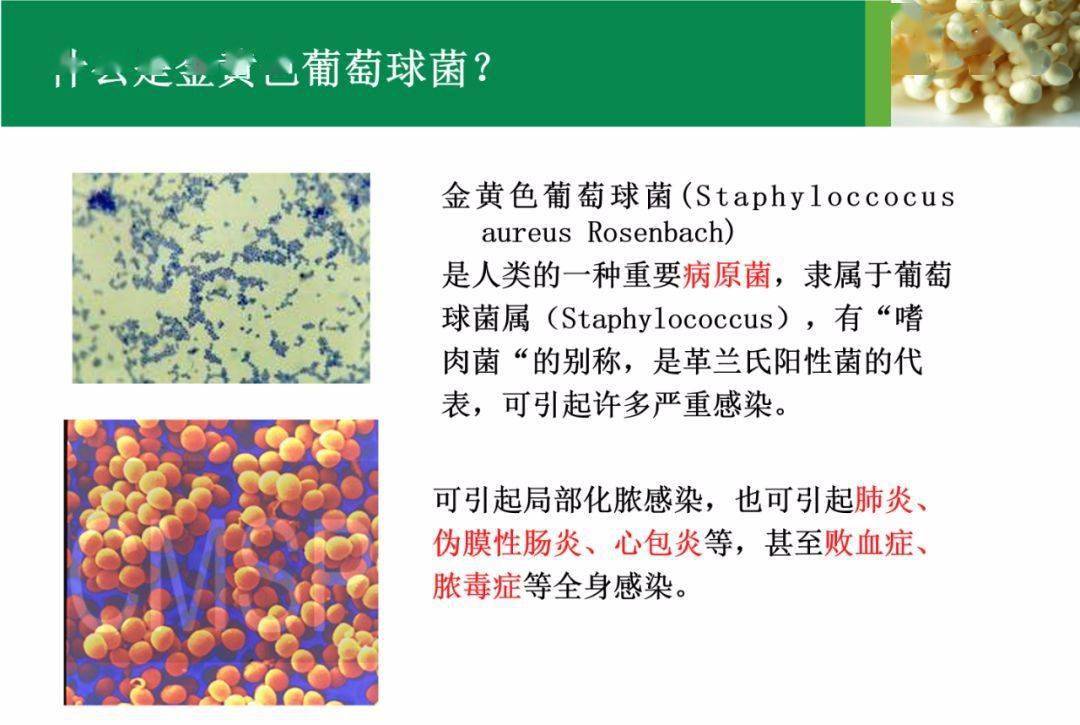 食品中大肠菌群、金黄色葡萄球菌的检验与分析