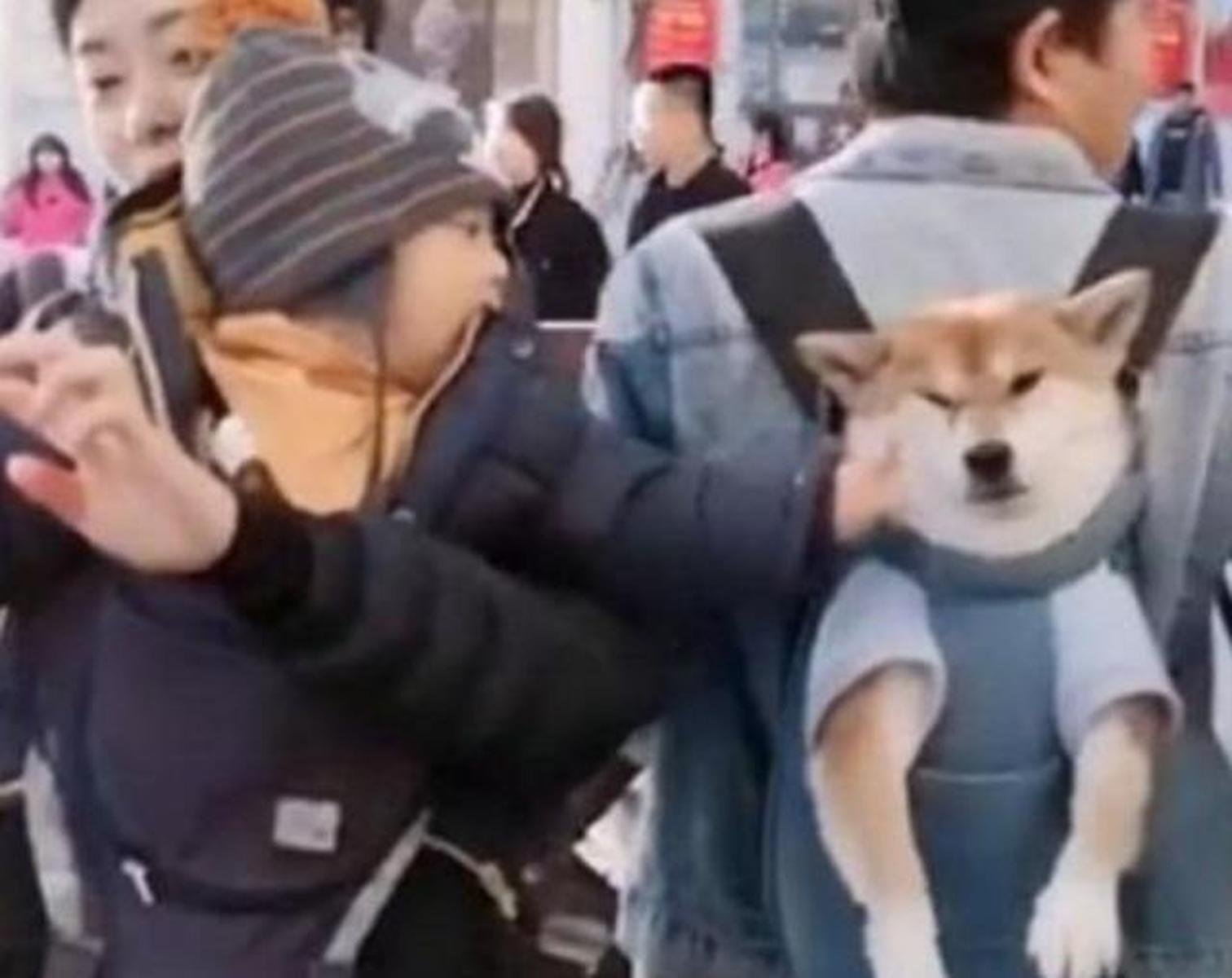 小柴犬和宝宝路上偶遇，宝宝好奇揪了揪狗脸，狗子委屈：它扒拉我