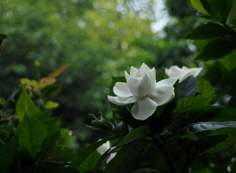 【诗词鉴赏】又是栀子花开时,古诗词里的栀子花,结子同心!