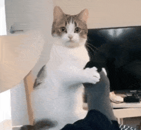 猫：我不生产脚气，我只是脚气的搬运工