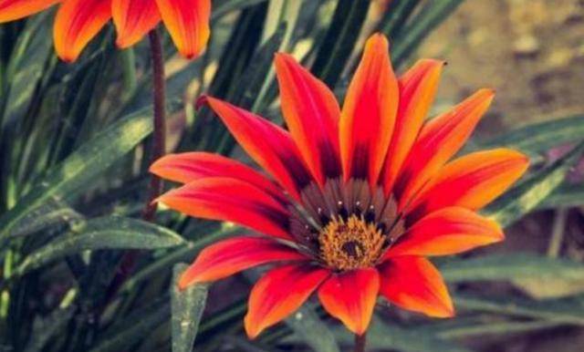 现在可以种什么花 0eb978454bc64f71b58c1b5bb3679376.jpeg