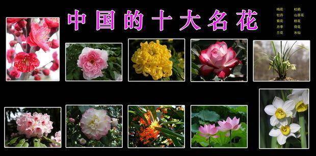 中国十大名花,能养这6种的花友,都不一般