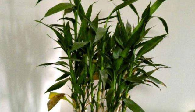 富贵竹怎么养才能长得壮 18cb33c18ed646c4947cbe50e8a9e55c.jpeg