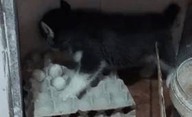 5335134988a84649a290a7ae2ba1c12a.jpeg