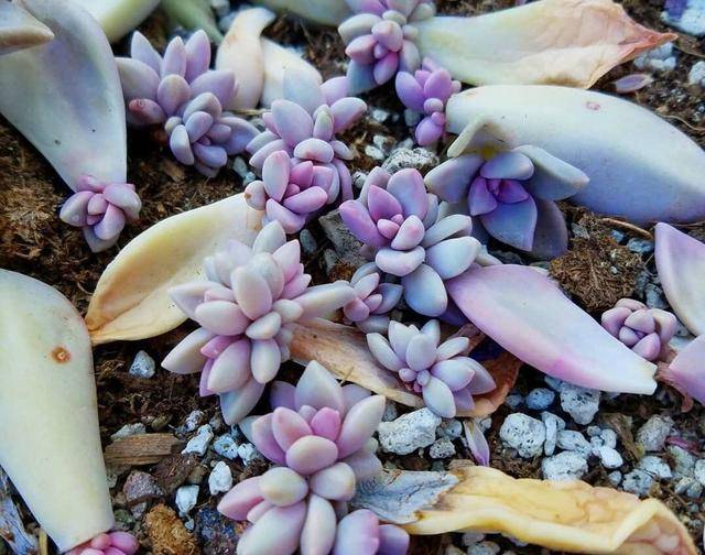 多肉叶插只生根不发芽是什么原因 7690029fa2954cf1a07e00509004be06.jpeg