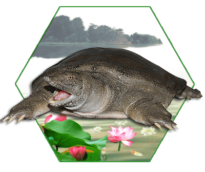 bf2eeadaeb934d519d929810ce798c50.png