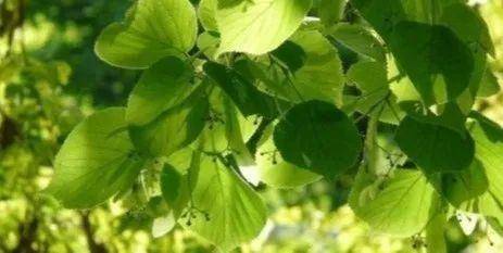 「心窝子」是否适合报强基？20日强基高校最掏心窝子解答来了一本线考生