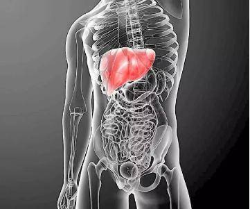 吃什么对肝好养肝排毒 c53b1cbd557244a5b4858eb1f3b01ead.jpeg