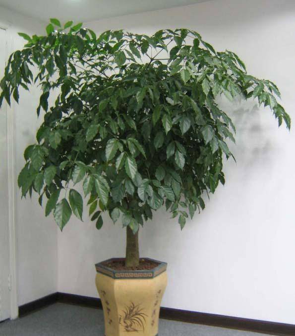 原创发财树,幸福树的扦插方法,操作简单成活率高,值得收藏!