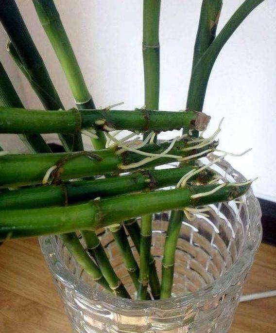 龟背竹水培几天能生根 0bc9e66b5bc640cd953e6694d4621e16.jpeg