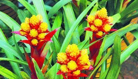 室内大型绿植盆栽耐阴盆栽 41b8b742fbb84a5d8c59d2220bd6c6da.jpeg