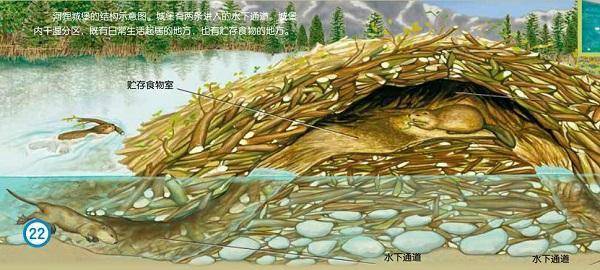 原创河狸的优质毛皮让它遭受劫难意外改变了北美洲的历史走向