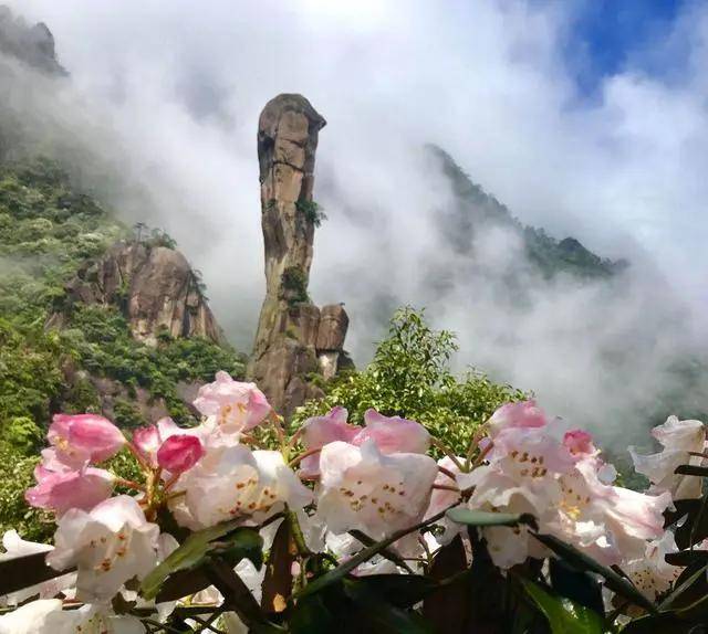 云赏杜鹃 醉美三清,520和女神一起来看杜鹃花呀_三清山