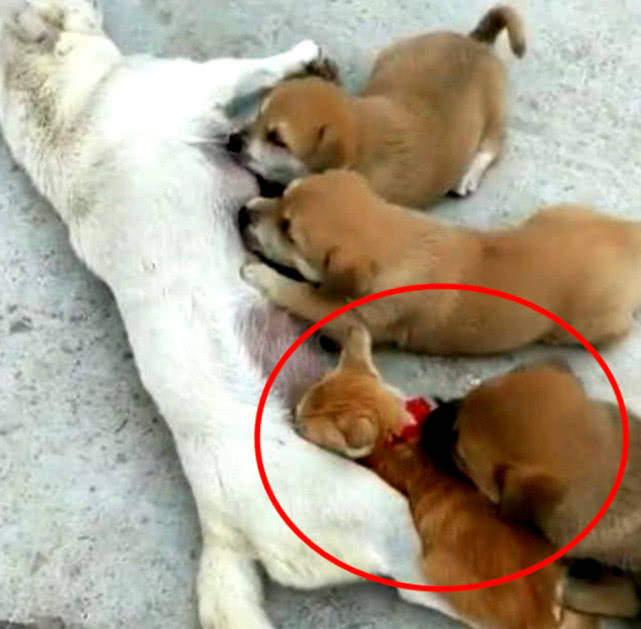 如何给狗狗喂奶 76dc8fc58ef447d490bf7f9be717c563.jpeg