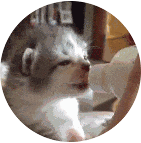 怎么接生猫咪 ed019b88513d4b3486b92b07b2eab763.gif