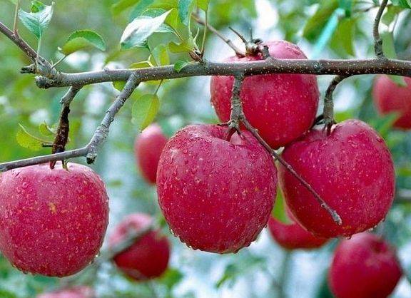 苹果的作用及最佳吃法 1a476a52a2284978bc2f2a56d98bd76d.jpeg