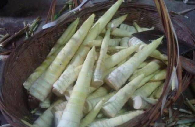 笋是什么样子的种类 28e8370a40664ba2a83e7427bc7a19bd.jpeg