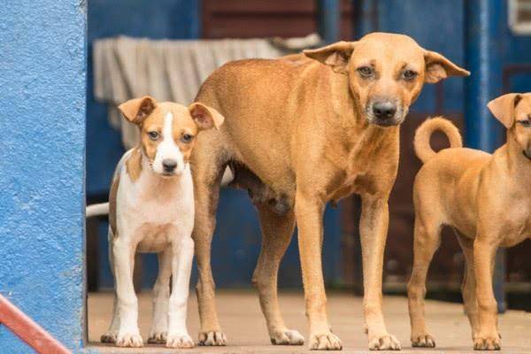 日本时隔14年再出现一例狂犬病 患者在境内发病 菲律宾