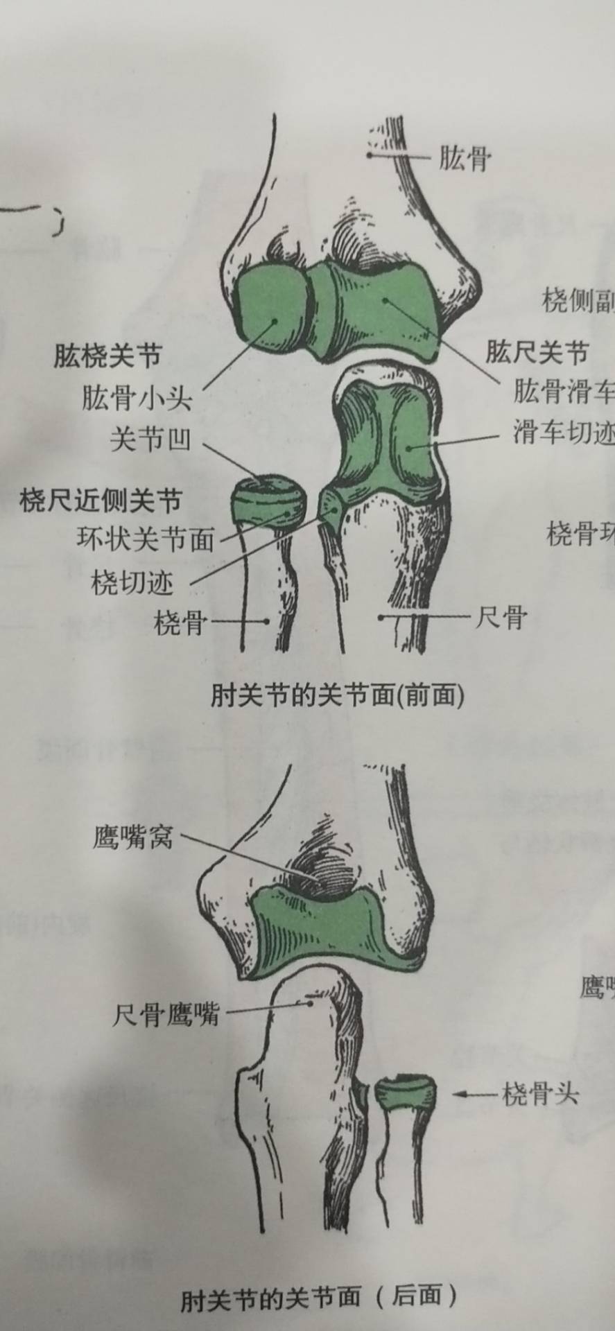 肱尺关节:由肱骨的"滑车"与尺骨的"滑车切迹"构成,属于滑车关节,能做