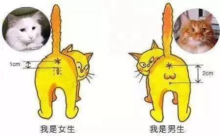 教你快速分辨小公猫和小母猫