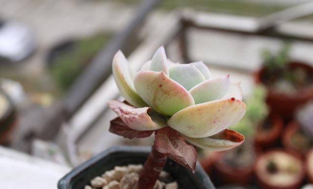 多肉水浇多了掉叶子 b79d2f79668849baaa919480d9d3f47c.jpeg