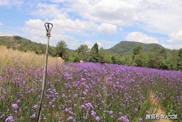 谢了的油菜花,这些油菜籽,名花谷生态餐厅会用来榨油并炒菜招待游客.