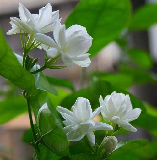 茉莉花徒长影响颜值，直接修剪一番，枝条造型美开花更香