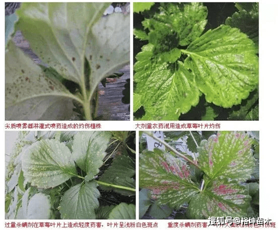 生活要有仪式感,草莓苗种植有方法,走捷径不做无用功