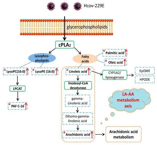 脂质组学解释脂质代谢重塑对人冠状病毒复制的影响