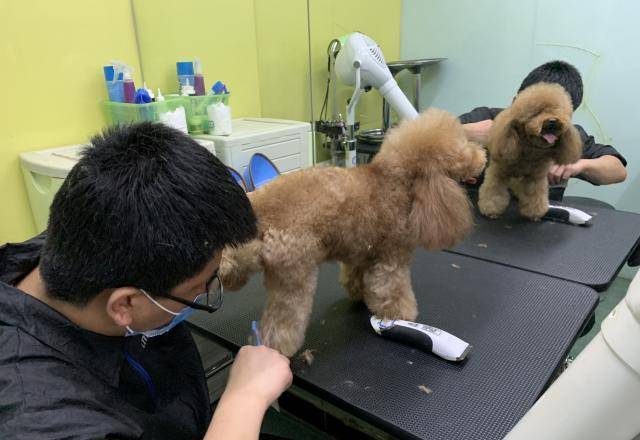原创泰迪剪毛前看不清面貌,剪毛后成了"洋娃娃",确定是同一只狗?