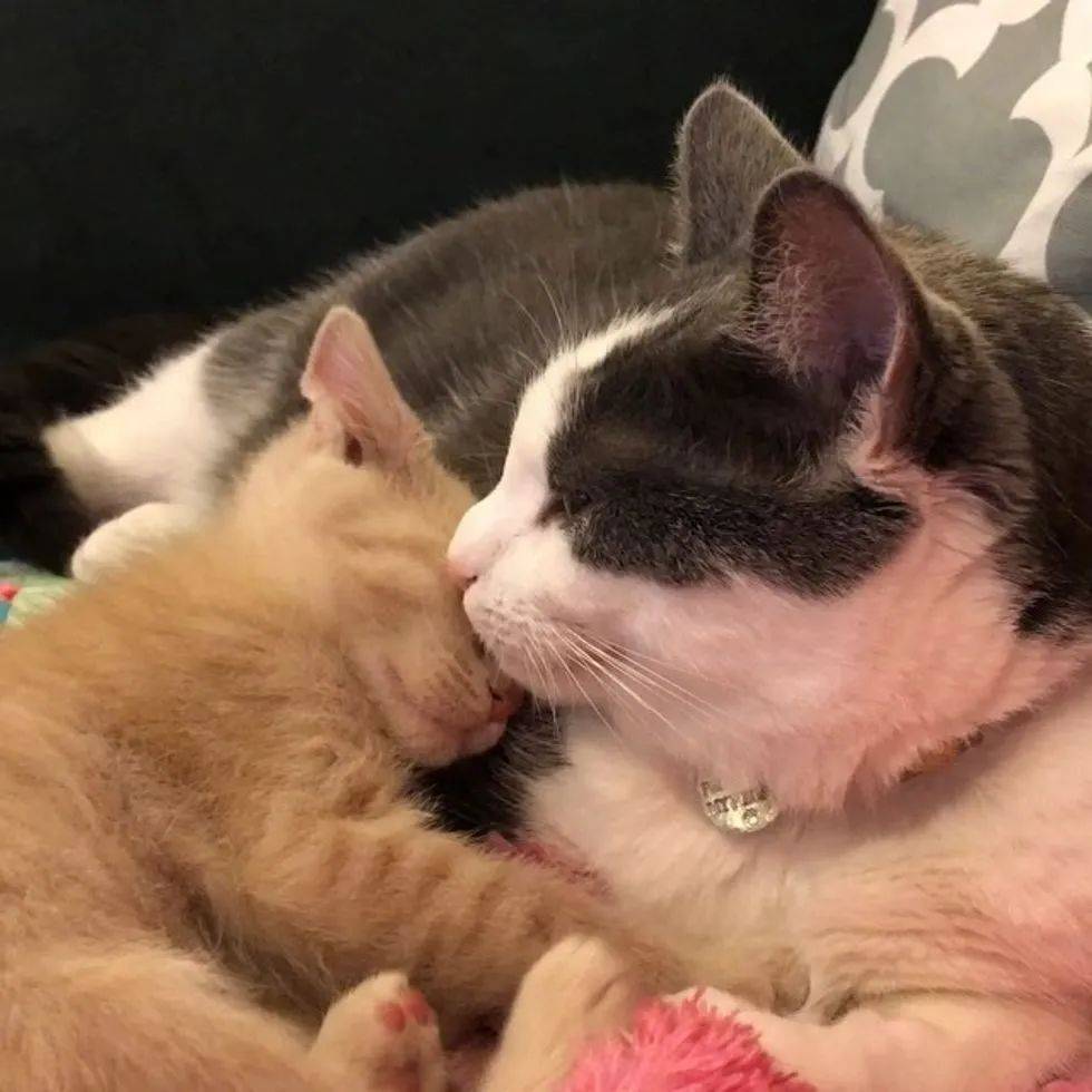 原创流浪猫被领养后,抱上了家里喵星人大腿,天天各种秀恩爱羡煞旁人