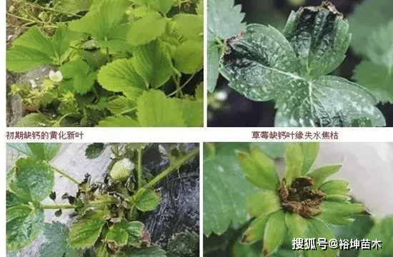 生活要有仪式感,草莓苗种植有方法,走捷径不做无用功