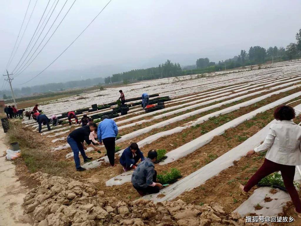 朱阳关人口_卢氏朱阳关城区图片