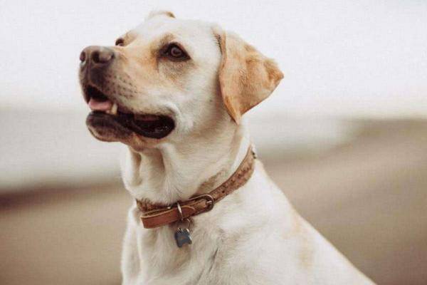 怎么看小狗是不是感冒了 3e87055745d34d95811de97f4eb49a6a.jpeg