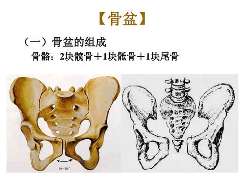 产后盆骨会自己恢复吗?盆骨修复有没有必要去做?