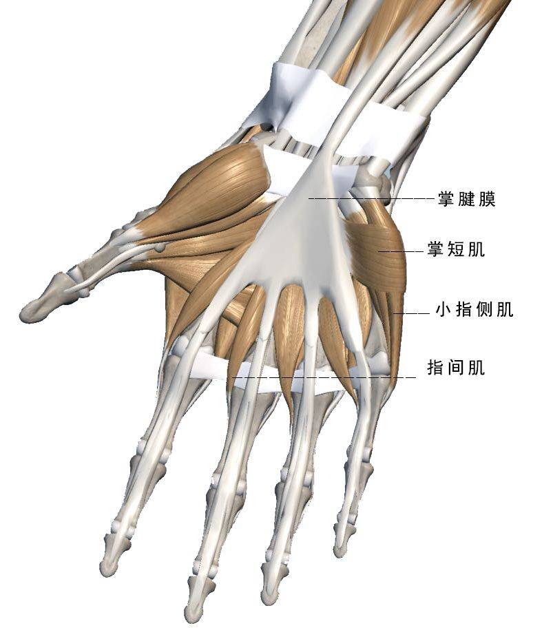 申少解读 手部结构解剖分析与讲解_手指