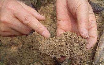 盆栽土壤板结的最佳方法 4690e8905d664ea5b1f3d577b1dbf8de.jpeg