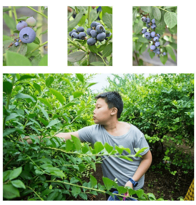 清甜夏日只此一季白露山蓝莓甜蜜开采