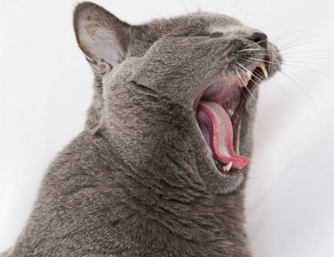 猫咪可以预知死亡?它们只是不想离开你!_手机搜狐网