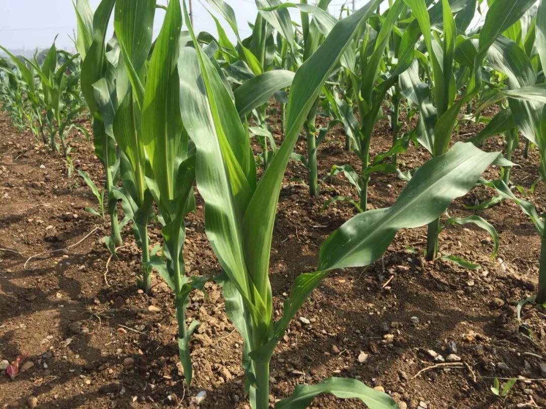 玉米灌浆期管理重点，玉米灌浆期上什么肥料籽粒饱满产量高？ - 知乎