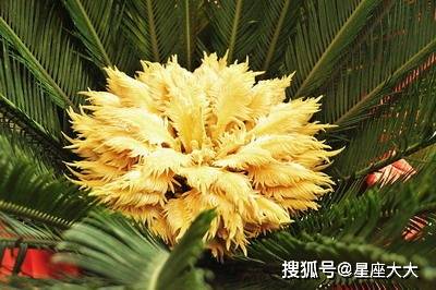 树开花猜成语_看图猜成语(3)