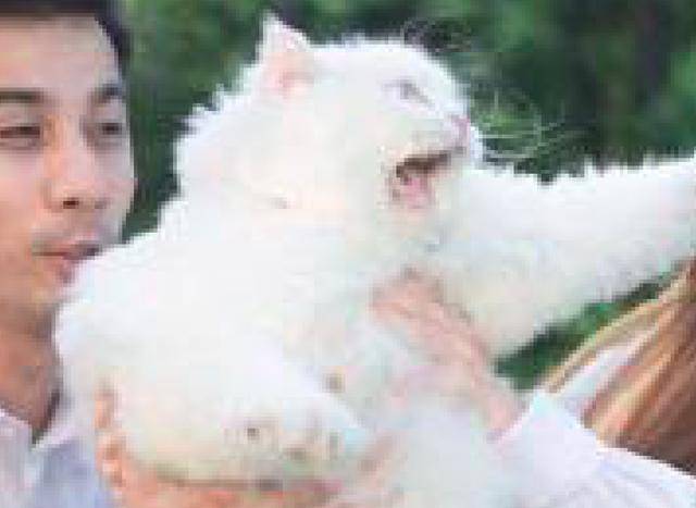 和猫咪拍婚纱照_小鹏飞和丫蛋拍婚纱照