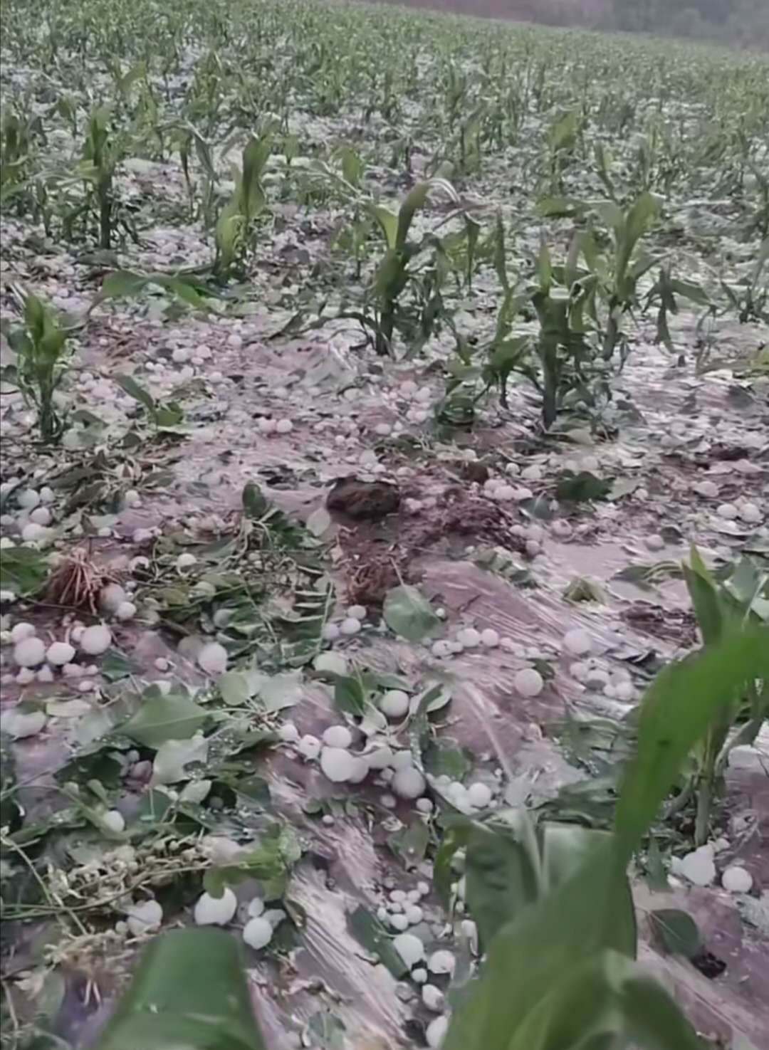 甘肃天水惨遭百年罕见的冰雹袭击