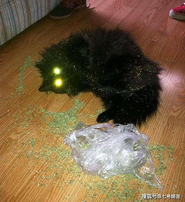 原创猫咪一旦吸上猫薄荷,就会变成这个"鬼样子",场面让人难以置信!