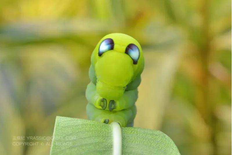 夹竹桃天蛾幼虫头部丨三蝶纪摄 养蛾子时,有时候会发现它们突然 从狼