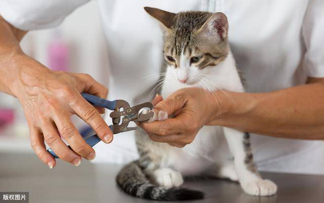 猫抗拒洗澡吗 4815aa0894464898bd670c01b00b3144.jpeg